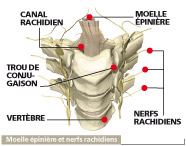 colonne_vertebrale