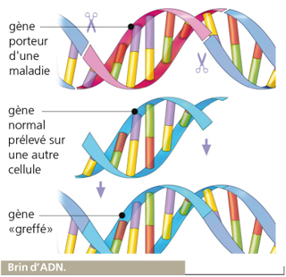 génôme