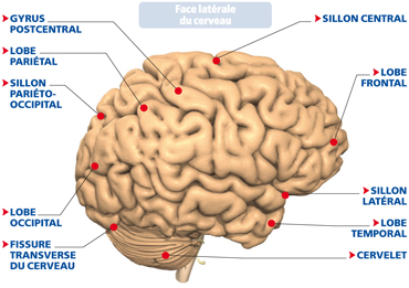 hemisphères cérébraux