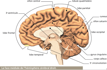 hemispheres cerebraux