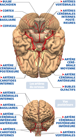 irrigation cerveau