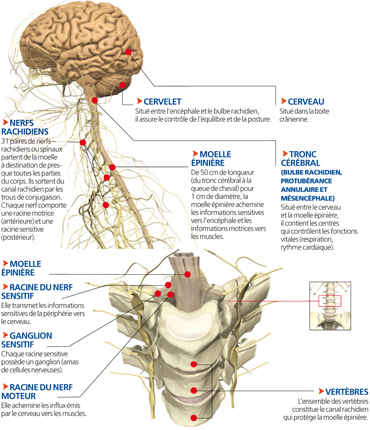 moelle epiniere