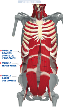 muscles abdominaux