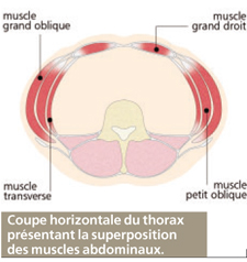 muscles abdominaux