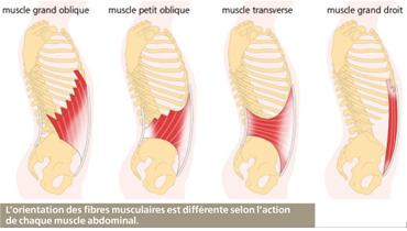 muscles abdominaux