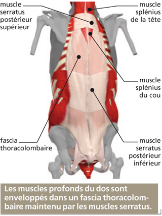 muscles dos