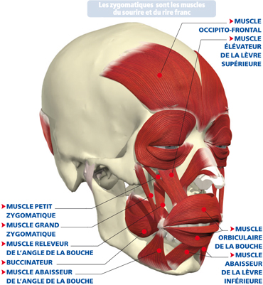 muscles zygomatiques