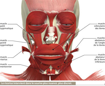 muscles zygomatiques