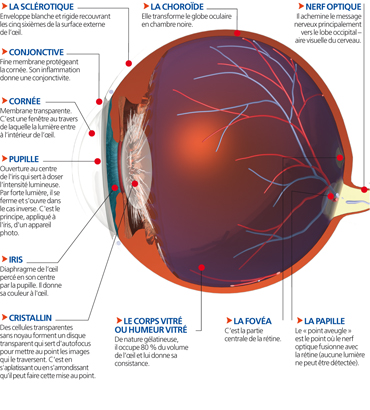 oeil