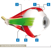 oeil