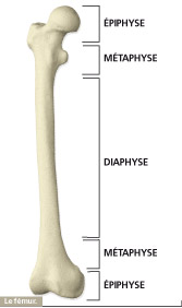 fémur