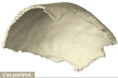 os parietal