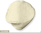 rotule