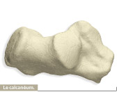 calcaneum