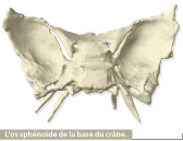 sphénoïde