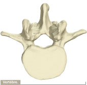 vertebres