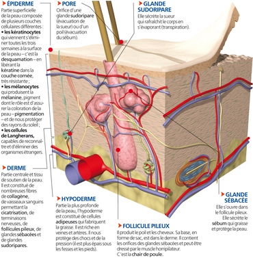 peau