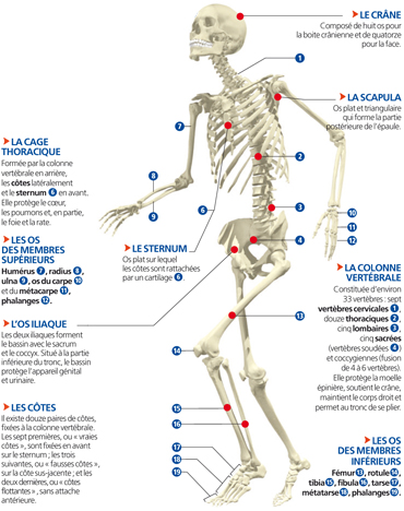Posters D'anatomie Humaine – Lot De 16 Planches (25,5 X 20,5 Cm) – Squelette, Muscles, Système Nerveux – Pour école, Université, Cabinet