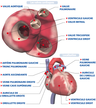 valves cardiaques