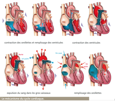 vlaves cardiques