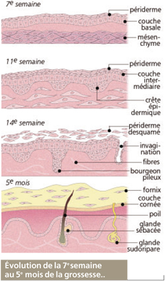 embryogénèse