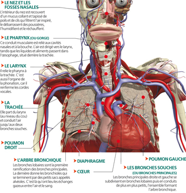 appareil respiratoire