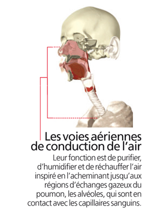 appareil respiratoire