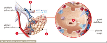 appareil respiratoire