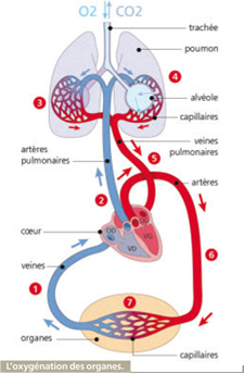 appareil respiratoire