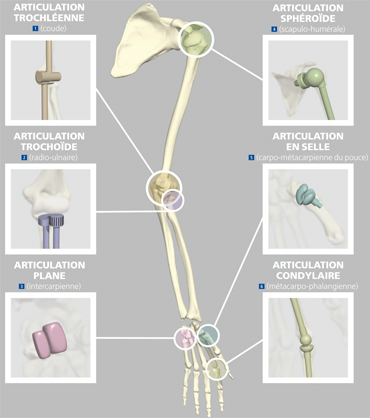 articulations synoviales