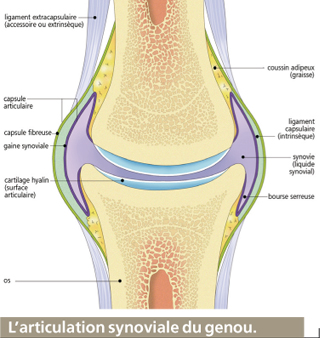 articulations synoviales