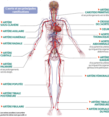 circulation du sang