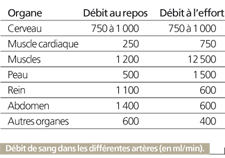 circulation du sang