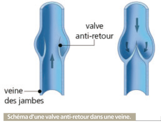circulation du sang