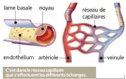 circulation du sang