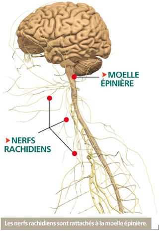 systeme nerveux