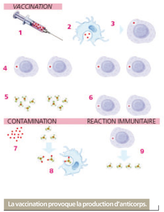 vaccination